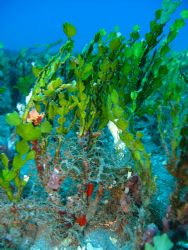 Halimeda algae, Maui by Christine Huffard 